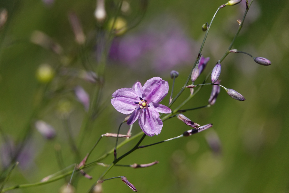 Featured image for “October wildflowers 2023”